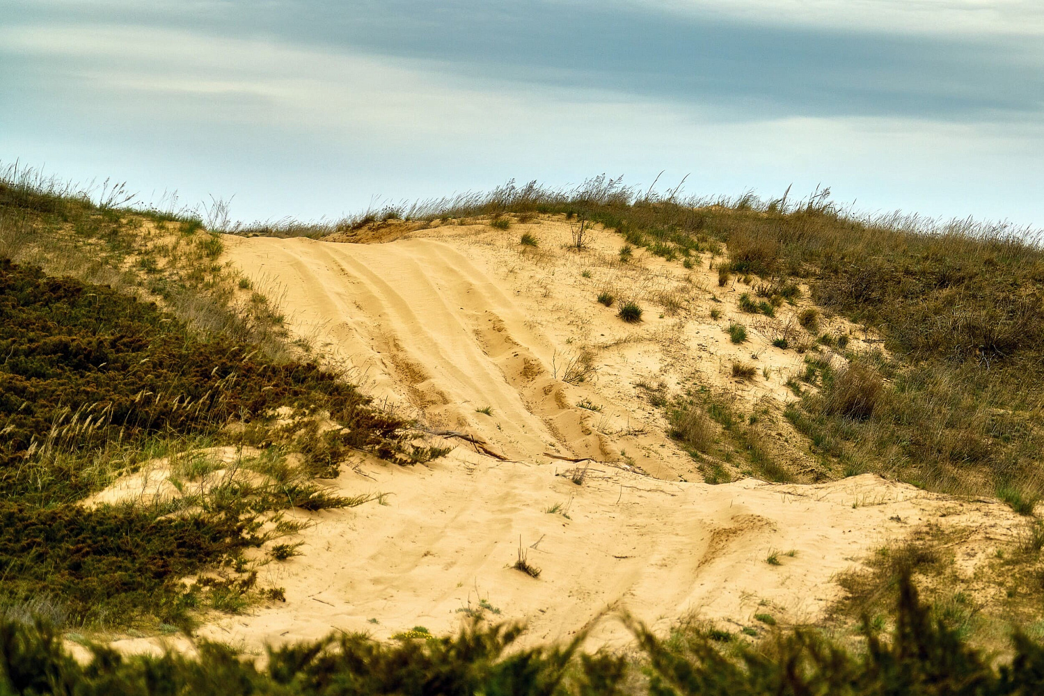 Баха «Арчеда»: копать глубже, мчаться ещё быстрее!