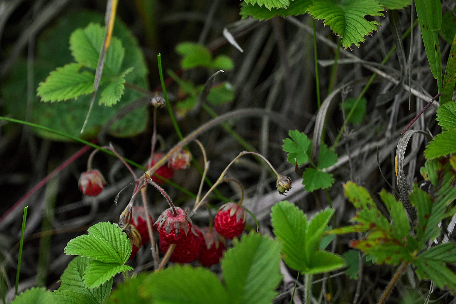 Победа S&A Racing на бахе «Сурский рубеж» - когда хватает четырех литров, семи не нужно Победа S&A Racing на бахе «Сурский рубеж» - когда хватает четырех литров, семи не нужно