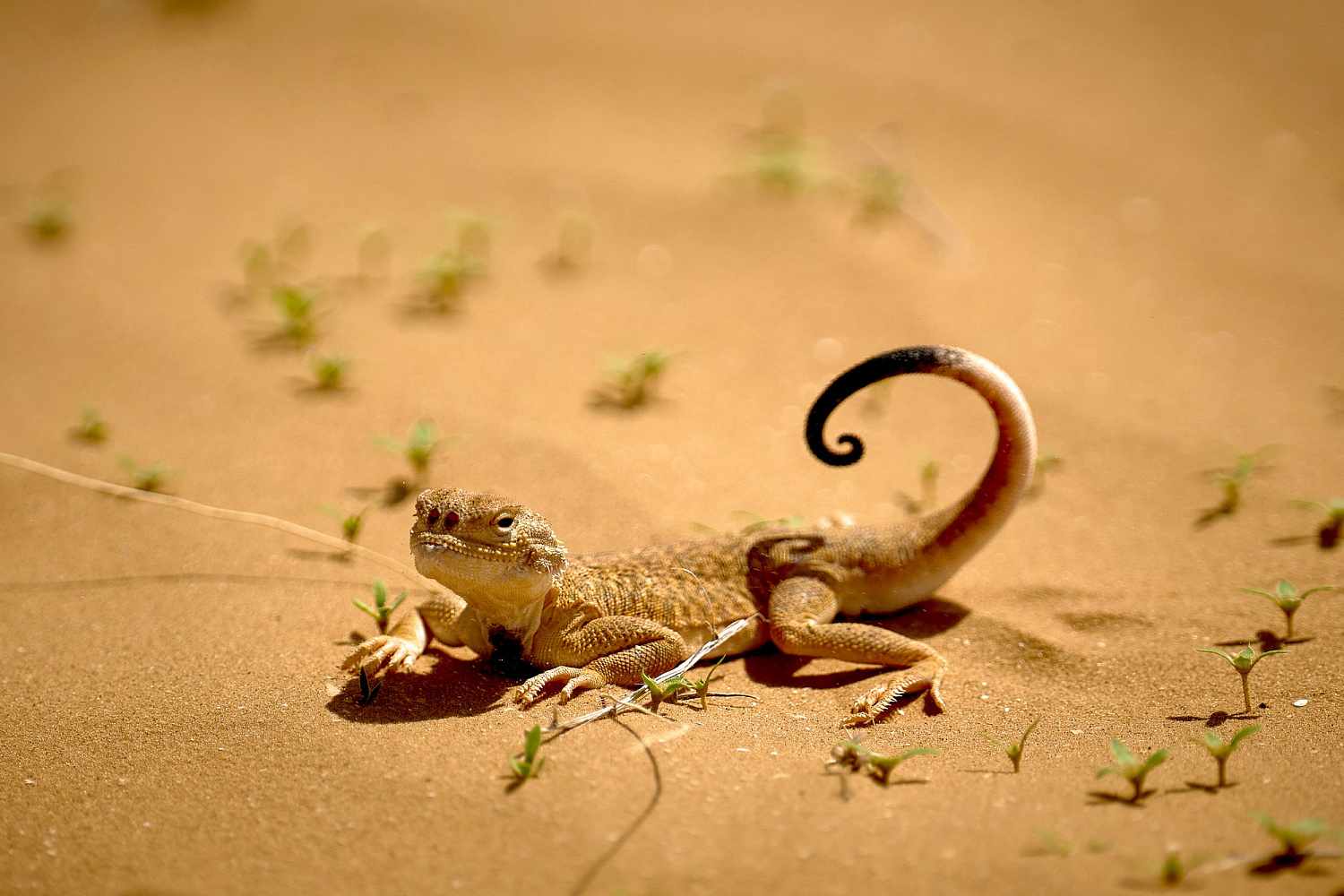 Астраханские пески послужили тренировочным полигоном перед Silk Way Rally